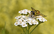 Dead Head Fly (Myathropa florea)